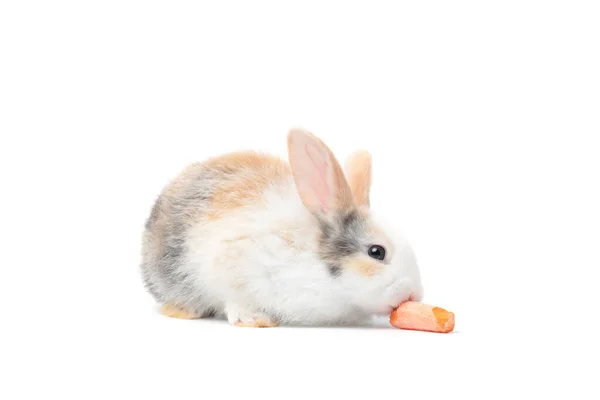 Adoráveis Coelhos Fofos Comendo Deliciosa Cenoura Juntos Fundo Branco Alimentando — Fotografia de Stock