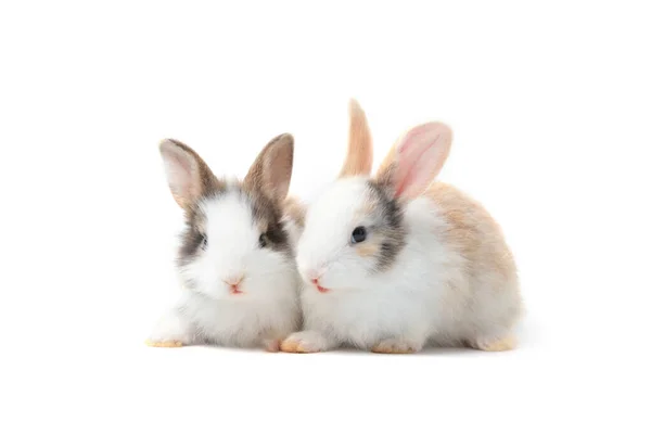 Dois Coelhos Fofos Adoráveis Juntos Fundo Branco Conceito Animal Estimação — Fotografia de Stock