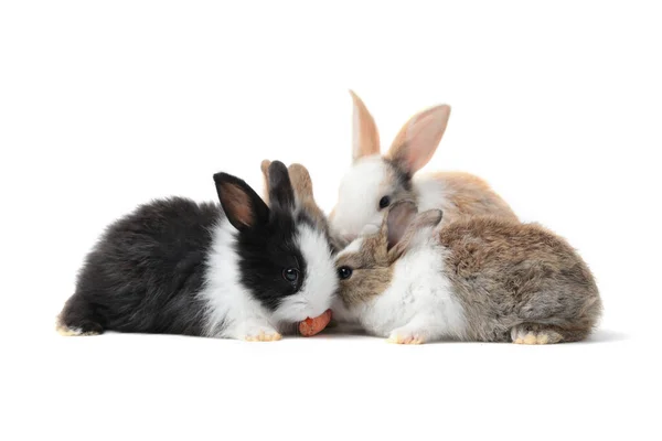 Grupo Adorables Conejos Esponjosos Comiendo Deliciosa Zanahoria Juntos Sobre Fondo — Foto de Stock