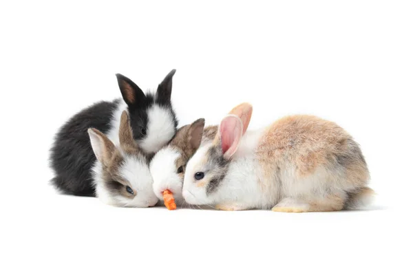 Grupo Adorables Conejos Esponjosos Comiendo Deliciosa Zanahoria Juntos Sobre Fondo — Foto de Stock