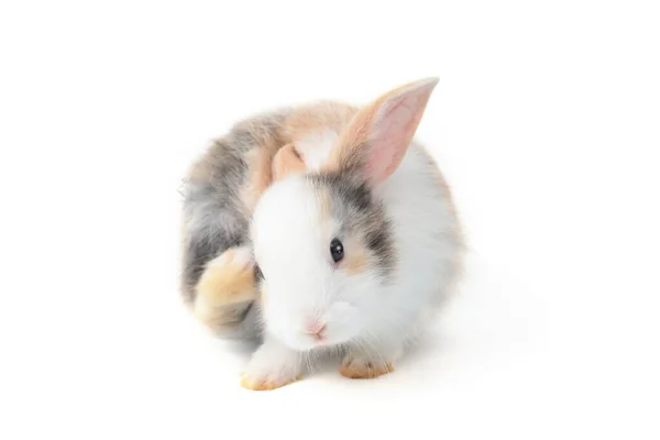 可爱的毛茸茸的兔子 后腿在白色背景上抓挠着脸 是可爱的兔子宠物的肖像 — 图库照片