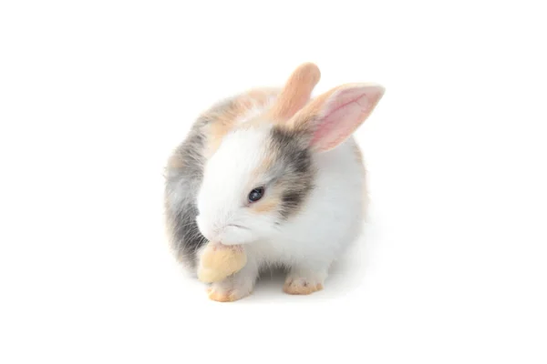 Beyaz Arka Planda Arka Bacağı Olan Sevimli Pofuduk Tavşan Sevimli — Stok fotoğraf