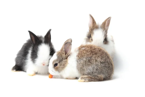 Grupo Adorables Conejos Esponjosos Comiendo Deliciosa Zanahoria Juntos Sobre Fondo — Foto de Stock