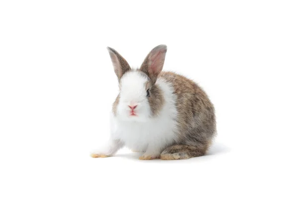 Adorabile Conigli Soffici Sfondo Bianco Ritratto Simpatico Animale Domestico Coniglietto — Foto Stock