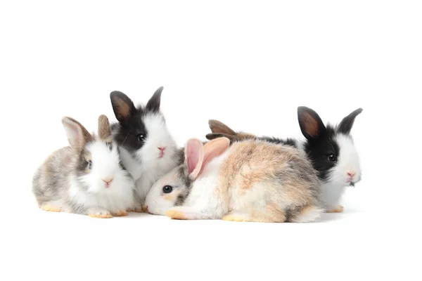 一群白色背景的可爱绒毛兔 可爱兔子的肖像 — 图库照片