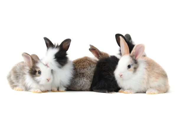 Groupe Lapins Pelucheux Adorables Sur Fond Blanc Portrait Animal Compagnie — Photo