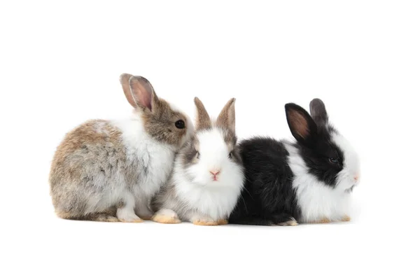 Gruppe Von Entzückenden Flauschigen Kaninchen Auf Weißem Hintergrund Porträt Von — Stockfoto