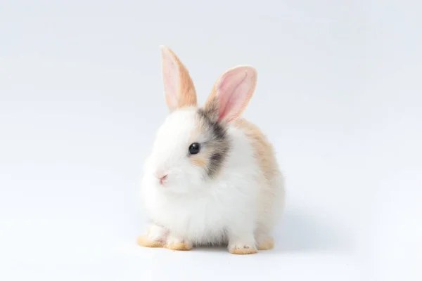 白色背景上可爱的毛茸茸的兔子 可爱的兔子宠物的肖像 — 图库照片