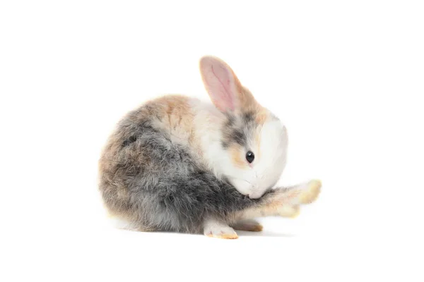 可爱的毛茸茸的兔子披着白色的背景 可爱的兔子爱抚着后腿 看起来像穿着高跟鞋 — 图库照片