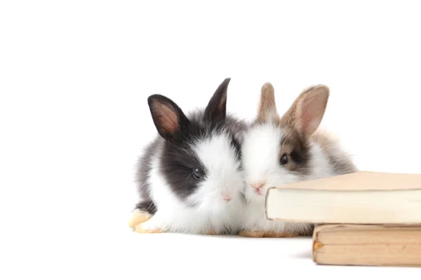 Adoráveis Coelhos Fofos Com Livro Símbolo Conhecimento Aprendizagem Estudo Fundo — Fotografia de Stock