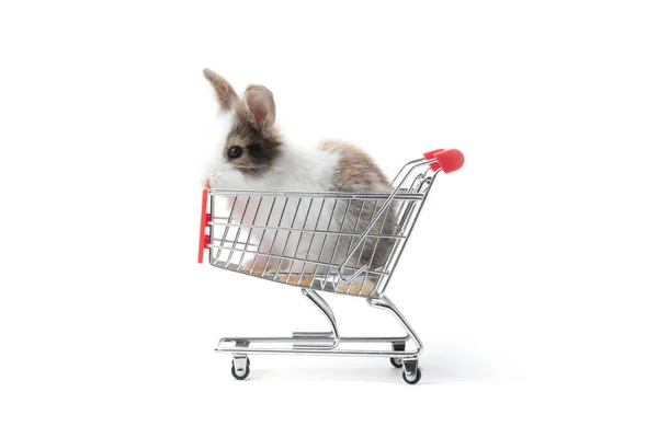 Очаровательный Пушистый Кролик Корзине Покупок Белом Фоне Милый Кролик Животное — стоковое фото