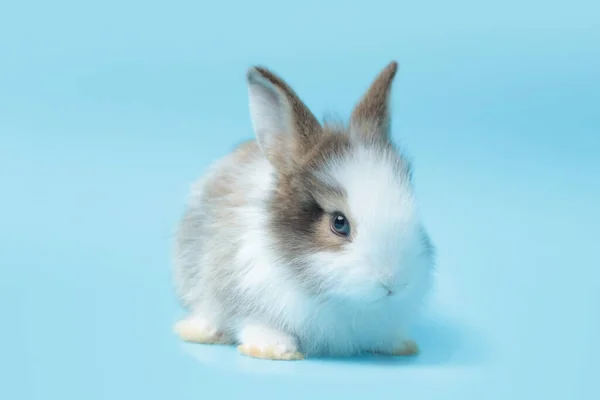 蓝色背景的可爱毛茸茸的兔子 可爱的兔子宠物的肖像 — 图库照片