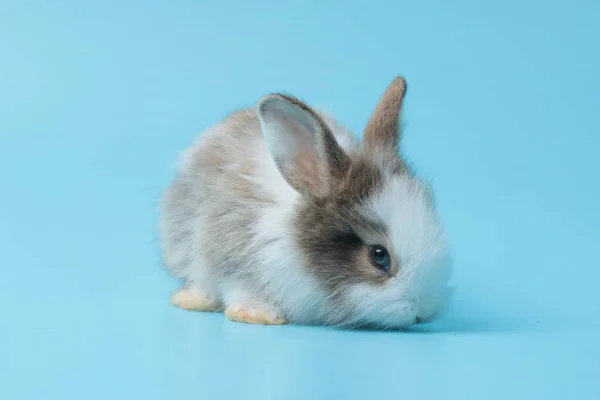 蓝色背景的可爱毛茸茸的兔子 可爱的兔子宠物的肖像 — 图库照片