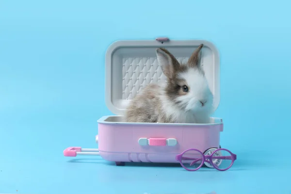 Happy Fluffy Rabbit Traveler Luggage Blue Background Adorable Bunny Pink — стоковое фото