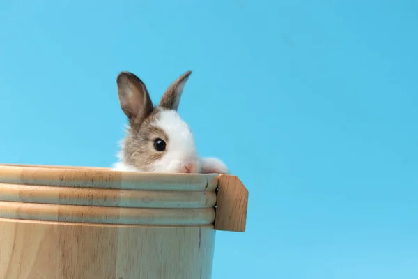 Tahta Kovada Sevimli Tüylü Tavşanlar Mavi Arka Planda Sevimli Tavşan — Stok fotoğraf