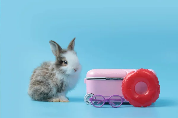 Happy Fluffy Rabbit Traveler Luggage Blue Background Adorable Bunny Pink — стоковое фото