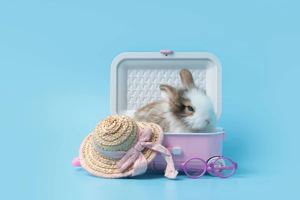 Happy fluffy rabbit traveler with luggage and summer hat on blue background, adorable bunny in pink suitcase , pet and adventure journey world travel trip