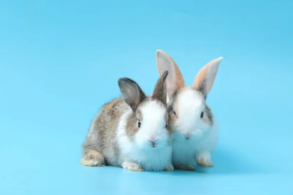 Two Adorable Fluffy Rabbit Blue Background Portrait Cute Bunny Pet — Stock Photo, Image