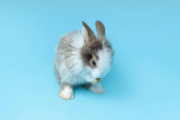 Dois Coelho Fofo Adorável Sobre Pernas Traseiras Fundo Azul Retrato — Fotografia de Stock