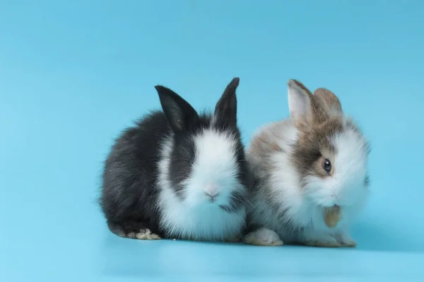 Zwei Entzückende Flauschige Kaninchen Auf Blauem Hintergrund Porträt Des Niedlichen — Stockfoto