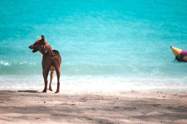 Happy summer holiday vacation, a dog on tropical island beach with blue sea, resting and spending time to relexation 