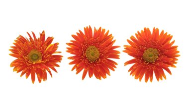 Güzel açan turuncu gerbera papatya çiçeği beyaz arka planda kırpma yolu ile izole edilmiş. 