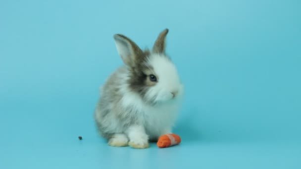 Adorabile Conigli Soffici Mangiare Deliziosa Carota Sfondo Blu Alimentazione Animale — Video Stock