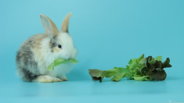 Очаровательные Пушистые Кролики Едят Вкусный Салат Листьев Зеленого Дуба Синем — стоковое видео