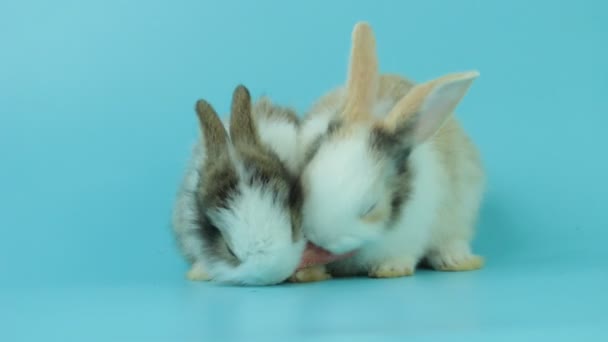 Zwei Entzückende Flauschige Kaninchen Essen Leckere Karotten Zusammen Auf Blauem — Stockvideo