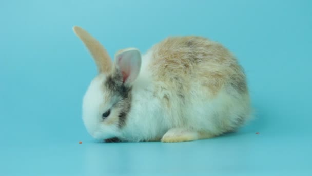 Adorable Fluffy Rabbits Eating Delicious Carrot Blue Background Feeding Bunny — Stock Video