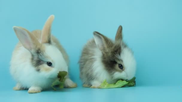 青い背景においしい緑のオークの葉レタスを食べる2つの愛らしいふわふわのウサギ 野菜とウサギのベジタリアンペット動物を養う — ストック動画