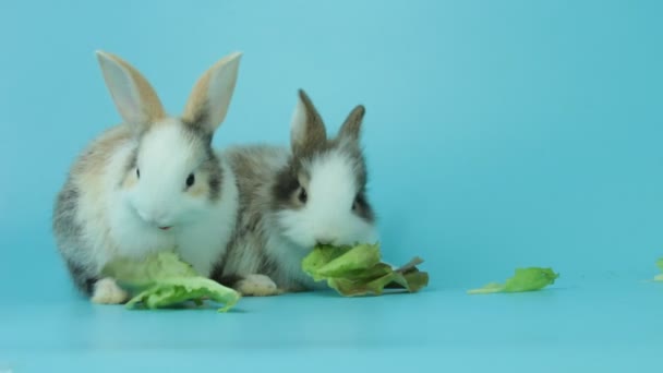 Due Adorabili Conigli Soffici Che Mangiano Deliziosa Lattuga Verde Foglia — Video Stock