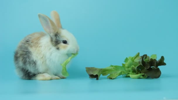 一只可爱的毛茸茸的兔子 在蓝色背景下吃着美味的绿橡木叶莴苣 用蔬菜喂兔子素食宠物 — 图库视频影像