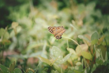 Yaz tarlasında kelebek, yeşil doğada güzel böcek bulanık arka plan, bahar bahçesinde vahşi yaşam, ekoloji doğal manzara. 