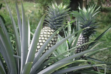 Çiftlik bahçesinde yetişen yeşil ananas tropikal meyvesi.