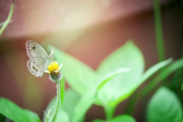 夏のフィールドでの野の花で蝶 緑の自然の美しい昆虫が背景にぼやけて 春の庭での野生生物 生態系の自然景観 — ストック写真