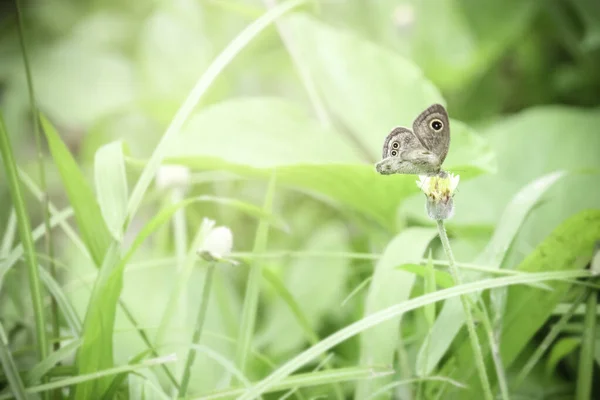 Pillangó Vadvirágon Nyáron Mező Gyönyörű Rovar Zöld Természet Elmosódott Háttér — Stock Fotó