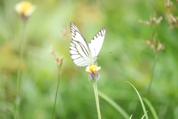 夏のフィールドでの野の花で蝶 緑の自然の美しい昆虫が背景にぼやけて 春の庭での野生生物 生態系の自然景観 — ストック写真