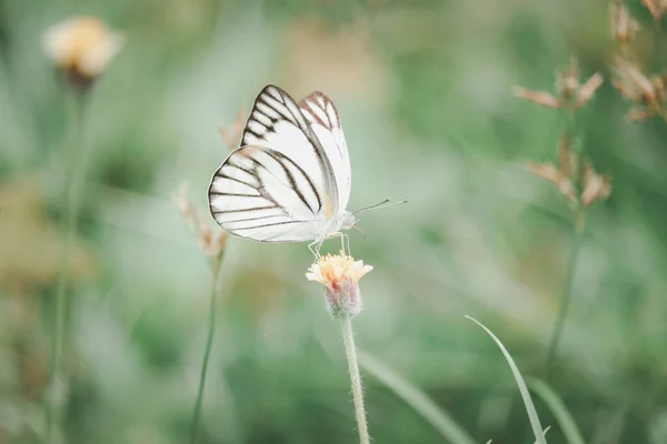Motyl Dzikim Kwiatku Lecie Pole Piękny Owad Zielonej Naturze Rozmazane — Zdjęcie stockowe