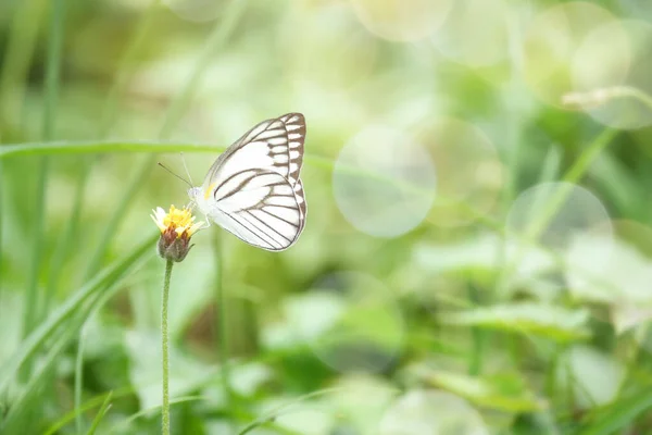 夏のフィールドでの野の花で蝶 緑の自然の美しい昆虫が背景にぼやけて 春の庭での野生生物 生態系の自然景観 — ストック写真