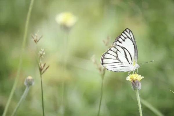 Pillangó Vadvirágon Nyáron Mező Gyönyörű Rovar Zöld Természet Elmosódott Háttér — Stock Fotó