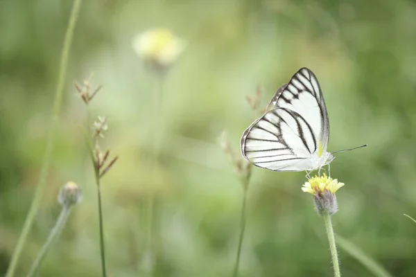 夏のフィールドでの野の花で蝶 緑の自然の美しい昆虫が背景にぼやけて 春の庭での野生生物 生態系の自然景観 — ストック写真