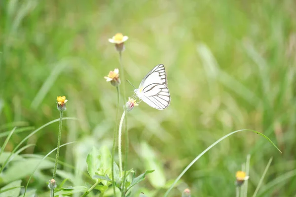 Motyl Dzikim Kwiatku Lecie Pole Piękny Owad Zielonej Naturze Rozmazane — Zdjęcie stockowe