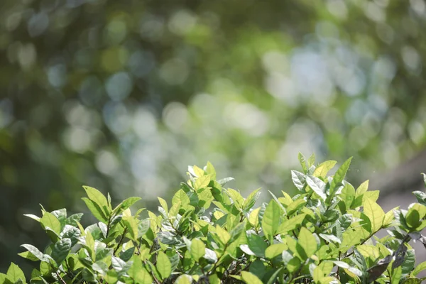 Prachtige Groene Natuurlijke Achtergrond Close Van Verse Groene Bladeren Onder — Stockfoto