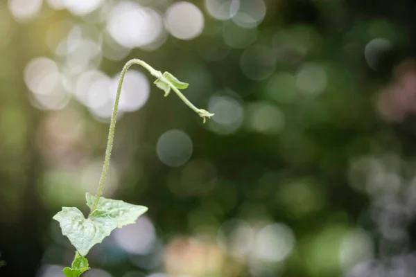 Prachtige Groene Natuurlijke Achtergrond Close Van Verse Groene Bladeren Onder — Stockfoto