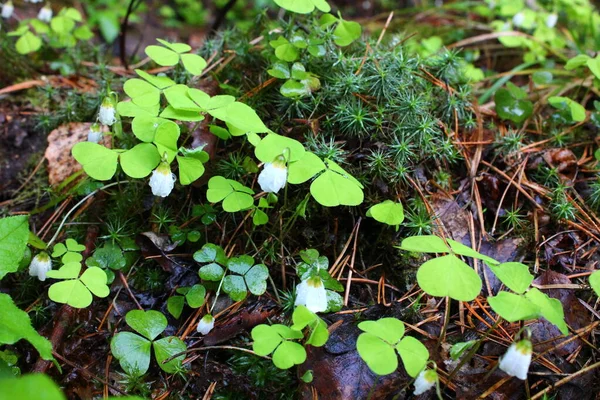 Green Moss Clover — Stock Photo, Image