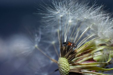 Kabarık beyaz karahindiba üzerinde böcek var.