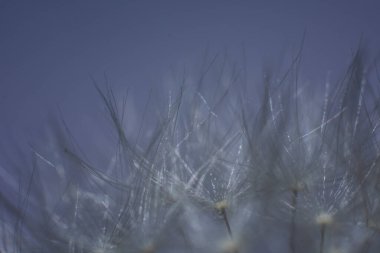 Yumuşak beyaz karahindiba yakın çekim makrosu