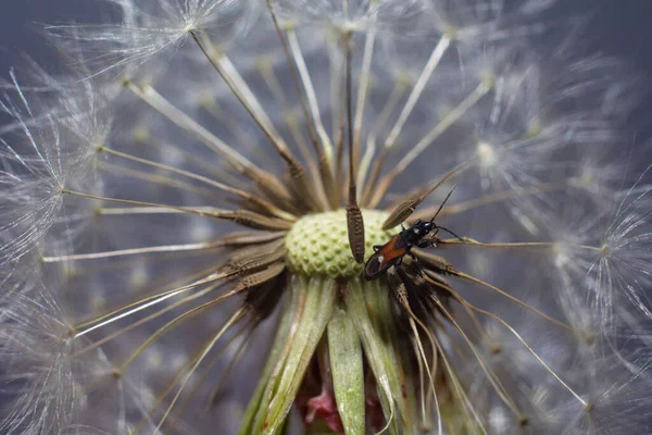 Insektenkäfer Auf Einem Flauschigen Weißen Löwenzahn Nahaufnahme — Stockfoto