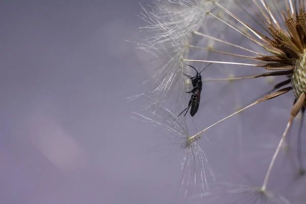 Kabarık Beyaz Karahindiba Üzerinde Böcek Var — Stok fotoğraf